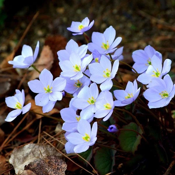 彩票平台棋牌游戏